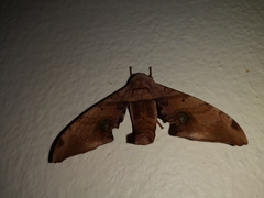 Daphnusa ocellaris
