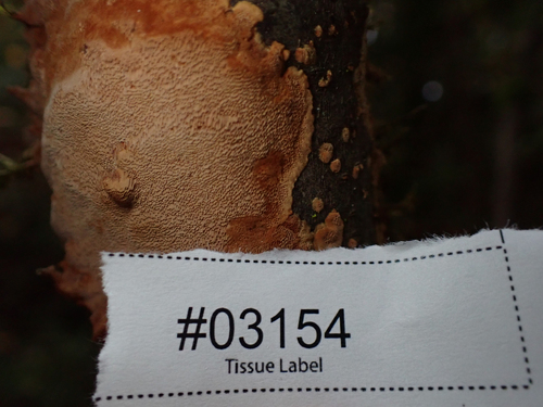 Fuscoporia ferrea, 2025-10-18