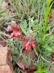 Indigofera oxytropis