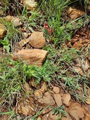 Indigofera oxytropis