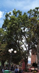 Jacaranda caucana