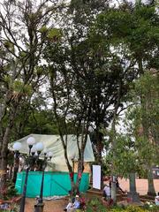 Bauhinia picta