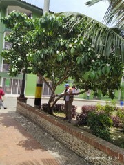 Ladenbergia macrocarpa