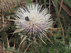 Cynara cornigera