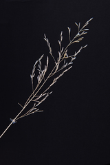 Eragrostis heteromera