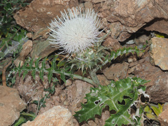 Cynara cornigera