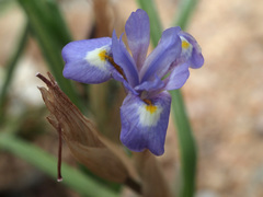 Moraea mediterranea