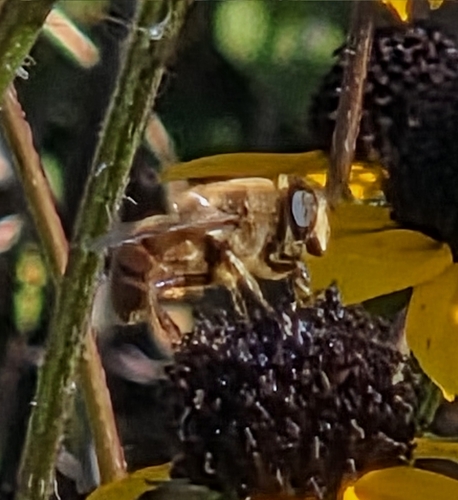 Unknown species found near Hampden, WI, USA