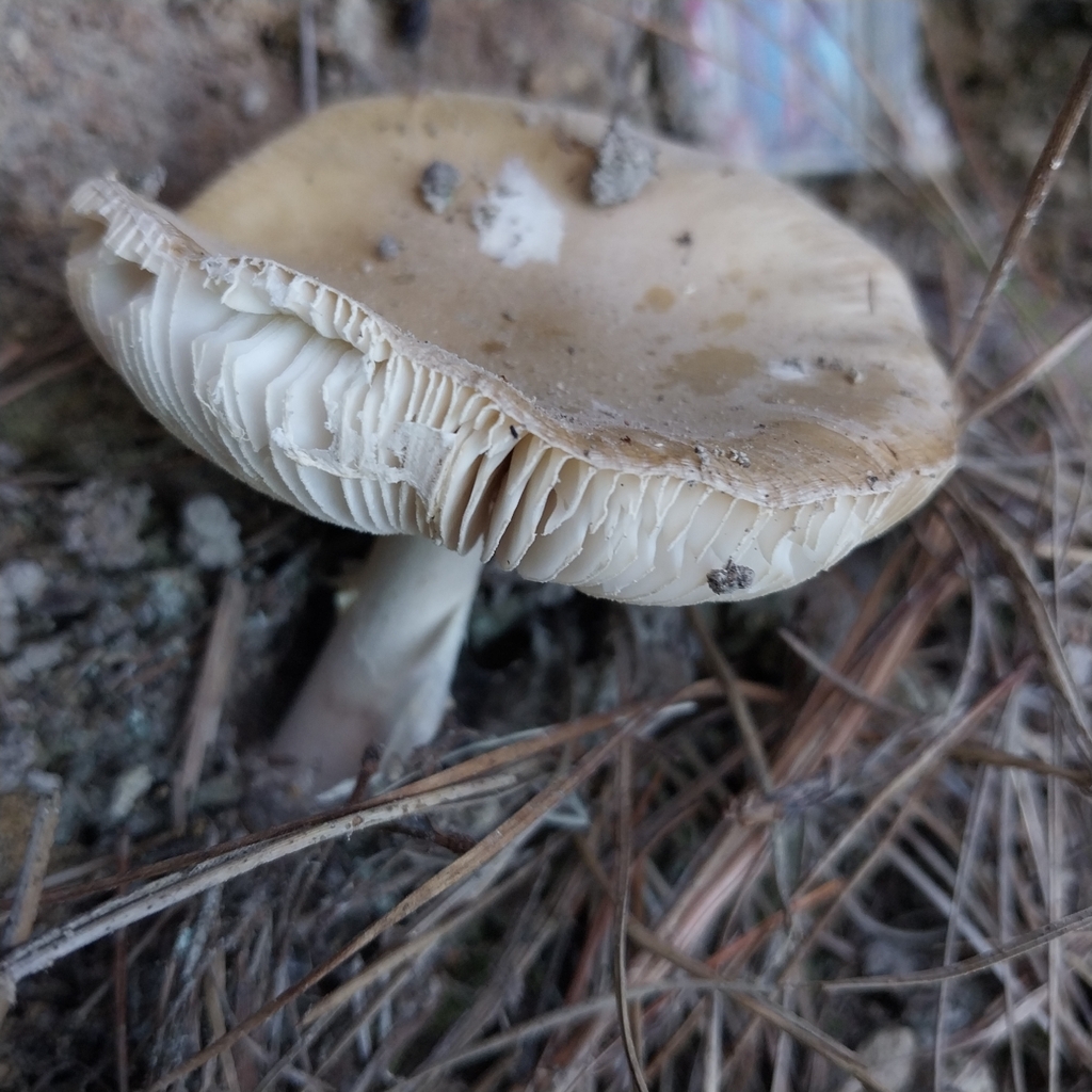 Amanita junquillea · October 2025 · photo: © kiwialli (iNaturalist, cc-by)