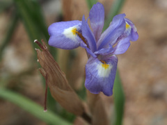 Moraea mediterranea