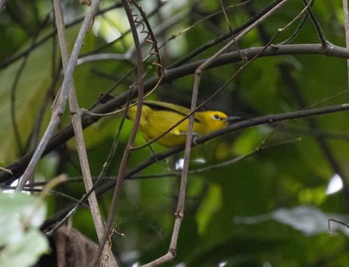 Pemba White-eye (Zosterops vaughani), photo 3
