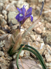 Moraea mediterranea