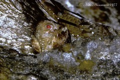 Steatornis caripensis