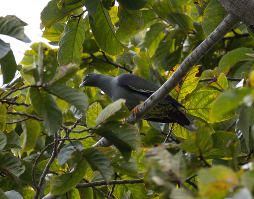 Pemba Green Pigeon (Treron pembaensis), photo 5