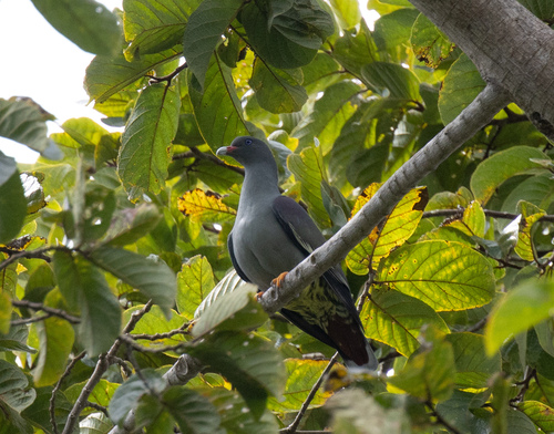 Pemba Green Pigeon (Treron pembaensis), photo 2