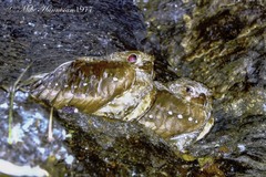 Steatornis caripensis