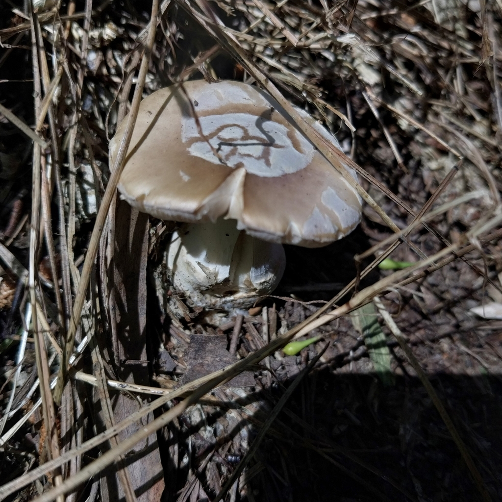 Amanita junquillea · October 2025 · photo: © kiwialli (iNaturalist, cc-by)
