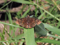 Pellicia dimidiata dimidiata