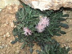 Centaurea raphanina raphanina