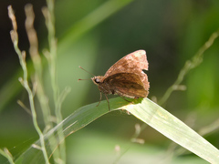 Pellicia dimidiata dimidiata