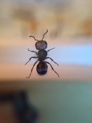 Pseudomethoca contumax