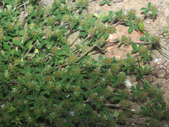 Trifolium scabrum
