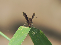 Pellicia dimidiata dimidiata