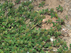 Trifolium scabrum