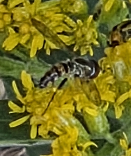 Unknown species found near Hampden, WI, USA