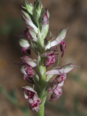 Anacamptis coriophora fragrans