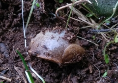 Tandonia sowerbyi