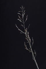 Eragrostis heteromera
