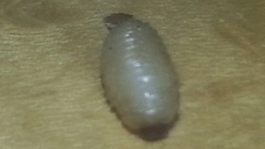 Curculio nucum