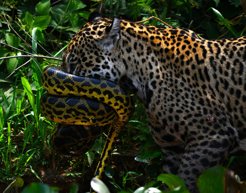 Anaconda observed near Poconé, BR-MT, BR, (c) Santiago Mailhos, some rights reserved (CC BY-NC)