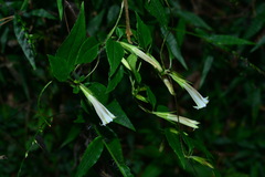 Tripterospermum luzonense