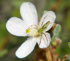 Peucetia madagascariensis
