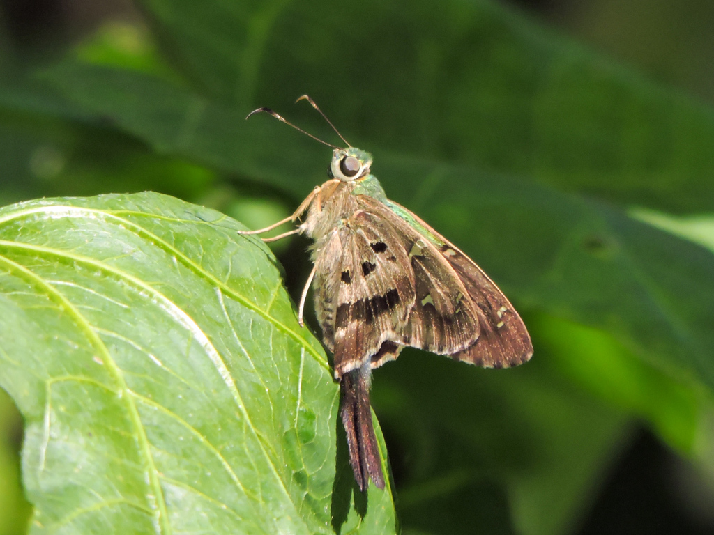 Esmeralda Longtail