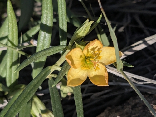 Orange Flameflower (Talinum aurantiacum)