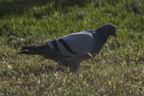 Feral Pigeon