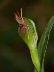 Pterostylis humilis