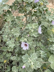 Malva subovata