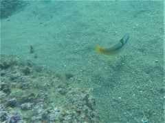 Halichoeres nicholsi