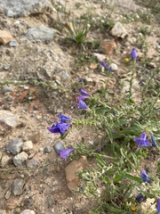 Echium sabulicola