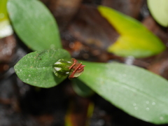 Pterostylis humilis
