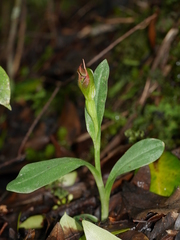 Pterostylis humilis