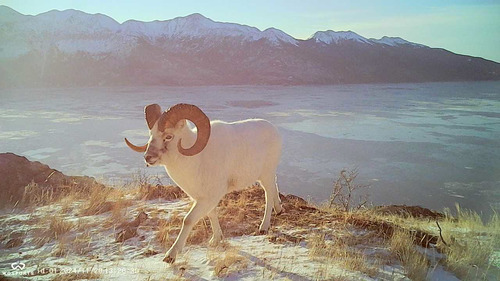 Dall's Sheep photographed in Alaska
