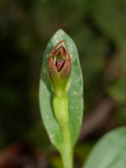Pterostylis humilis
