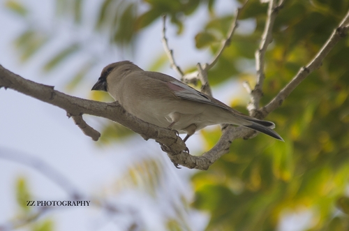 Desert Finch