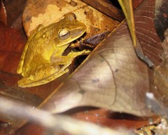Boana multifasciata