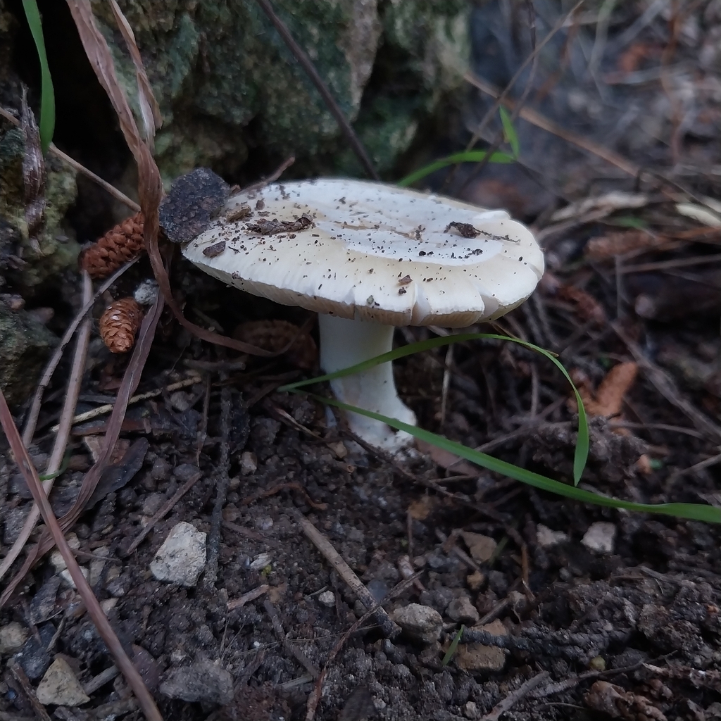 Amanita junquillea · October 2025 · photo: © kiwialli (iNaturalist, cc-by)